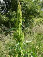 Gårdsskräppa (R. longifolius). Blommande planta.